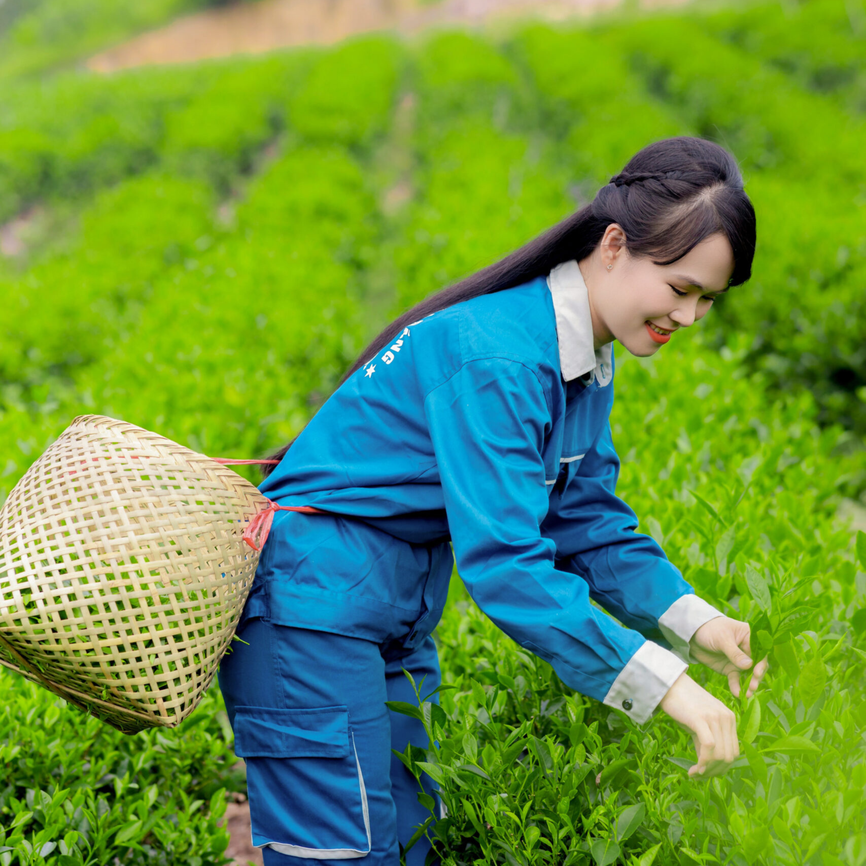 Vùng nguyên liệu chè tân cương thái nguyên