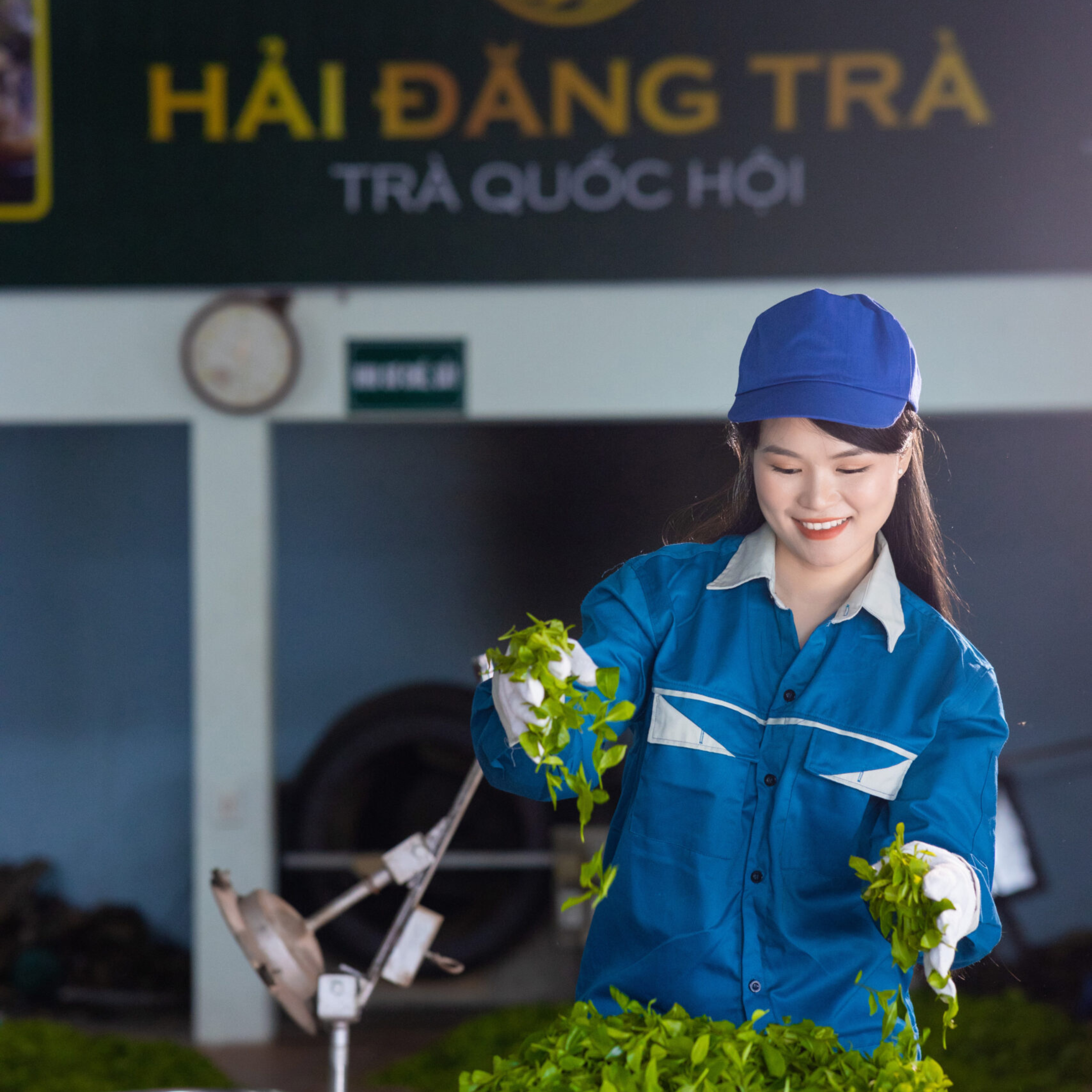 Quy trình sản xuất chè hữu cơ