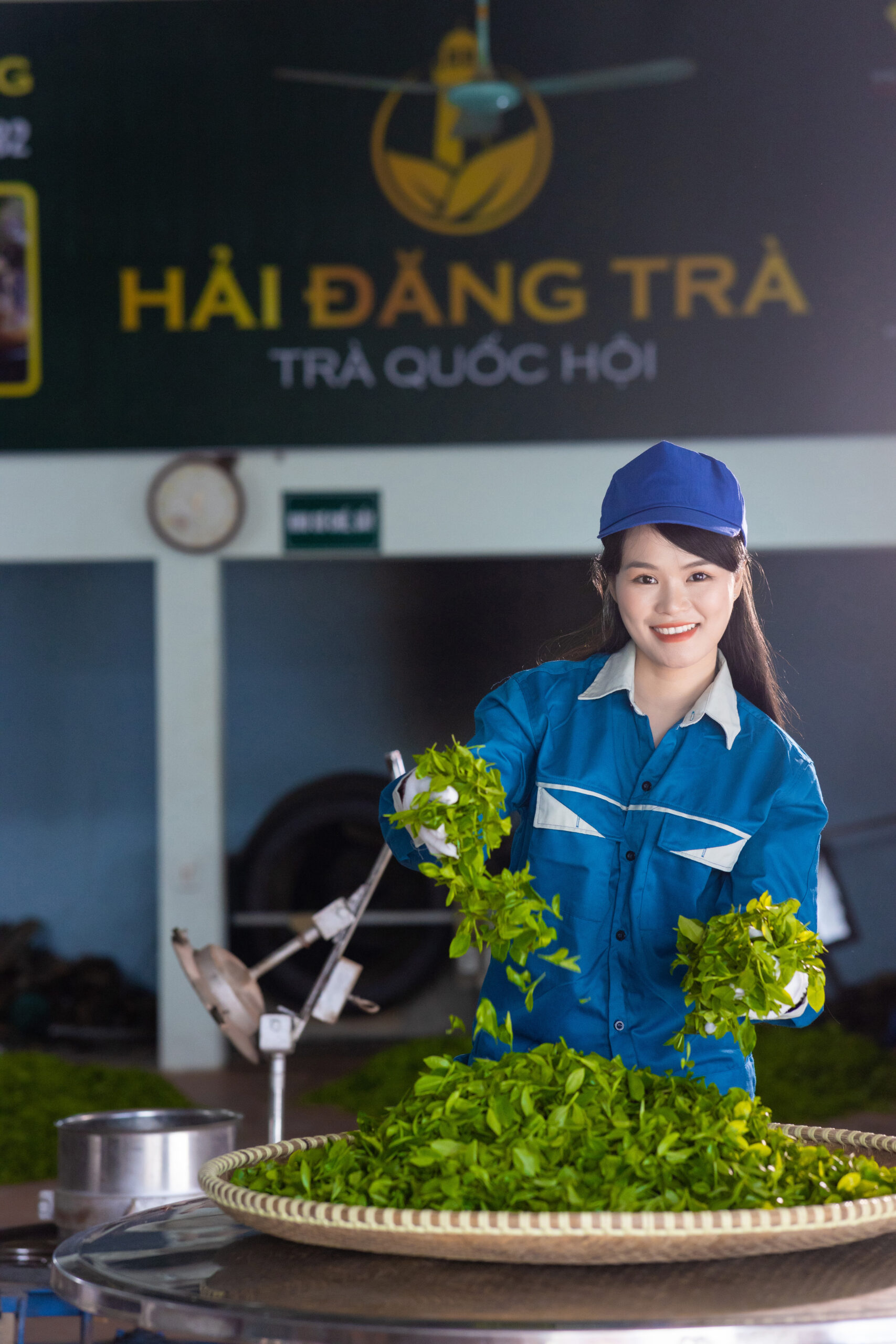 Quy trình sản xuất chè hữu cơ