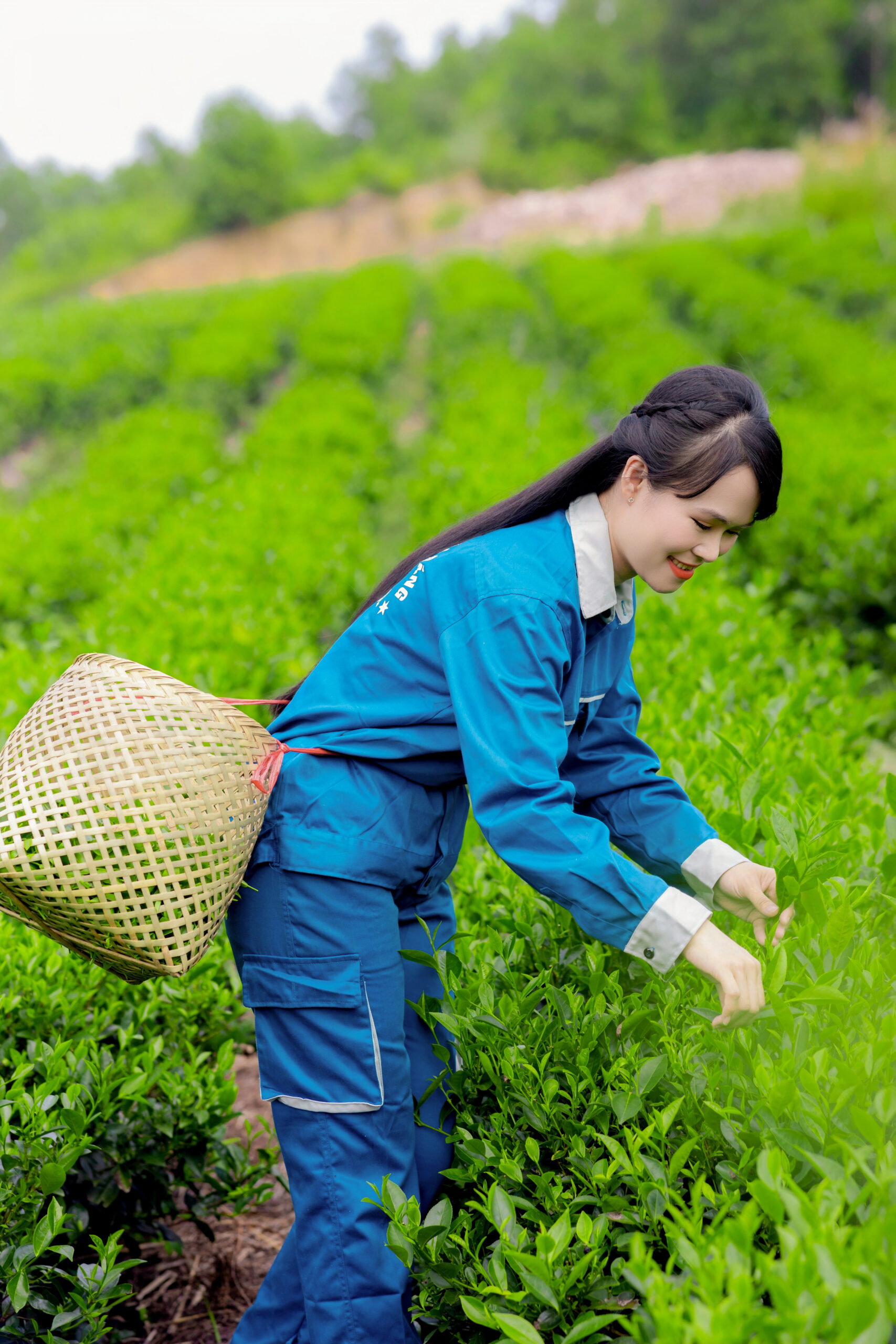 Vùng nguyên liệu chè tân cương thái nguyên