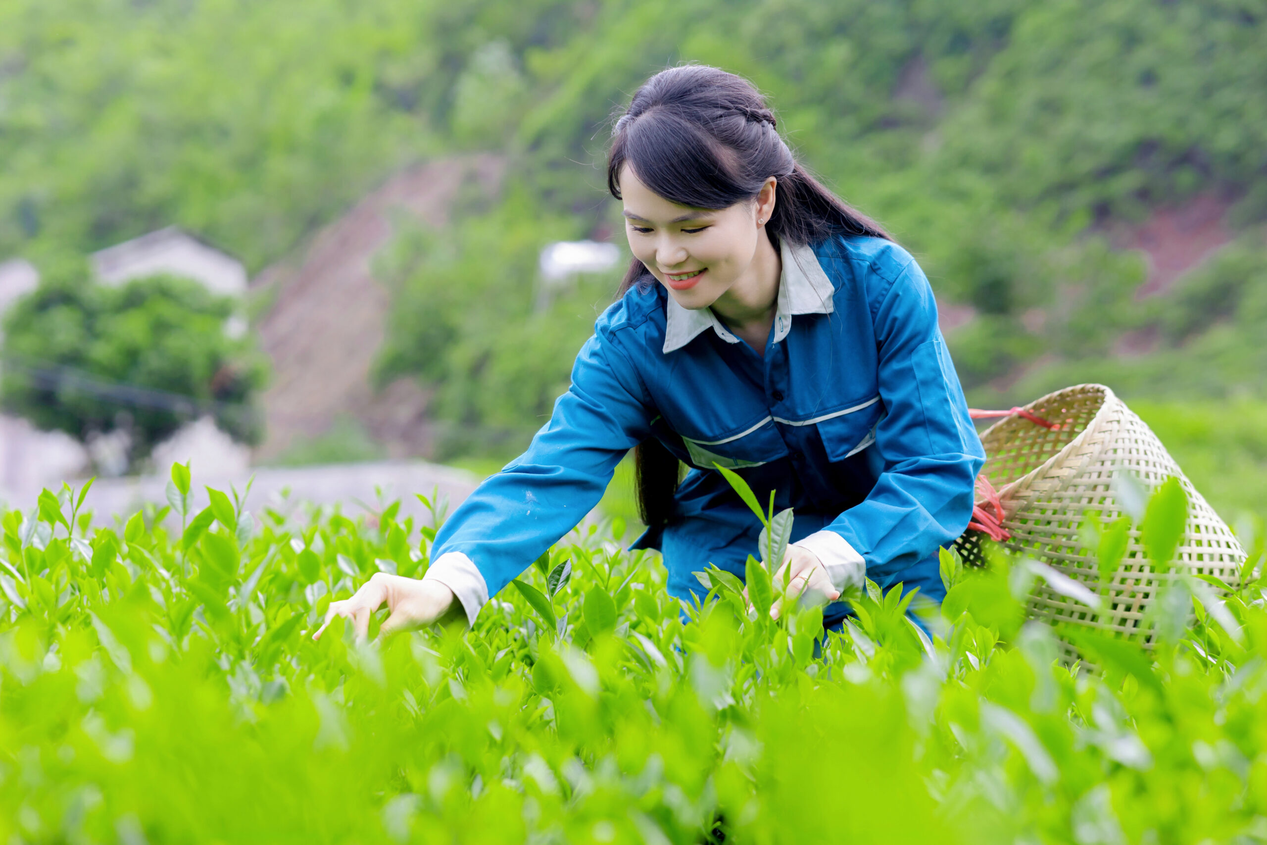 Trà Tân Cương Thái Nguyên - Thu Hái